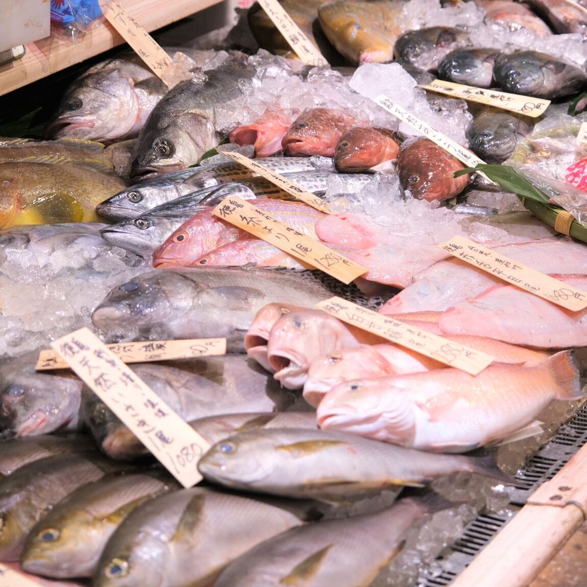 【堺北花田】今日のおすすめは『天然へ鯛』｜鮮魚売場から