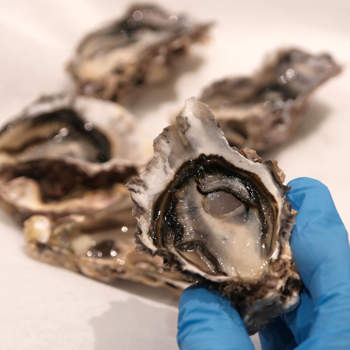 【堺北花田】かなわの殻付牡蠣、販売中です｜鮮魚売場から