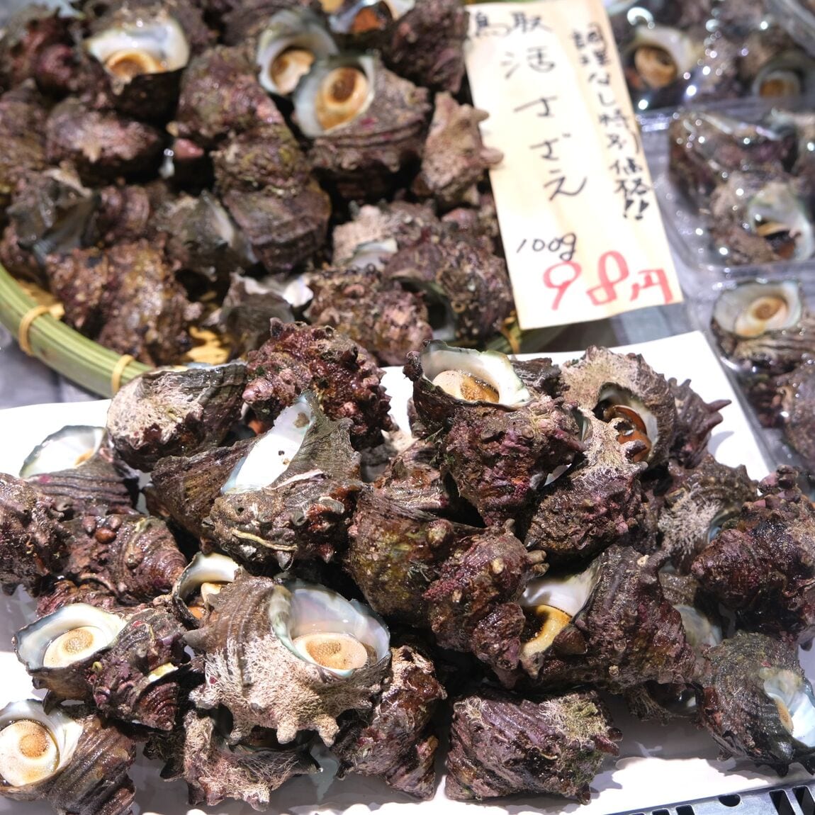 【堺北花田】今日のおすすめは『活さざえ』｜鮮魚売場から
