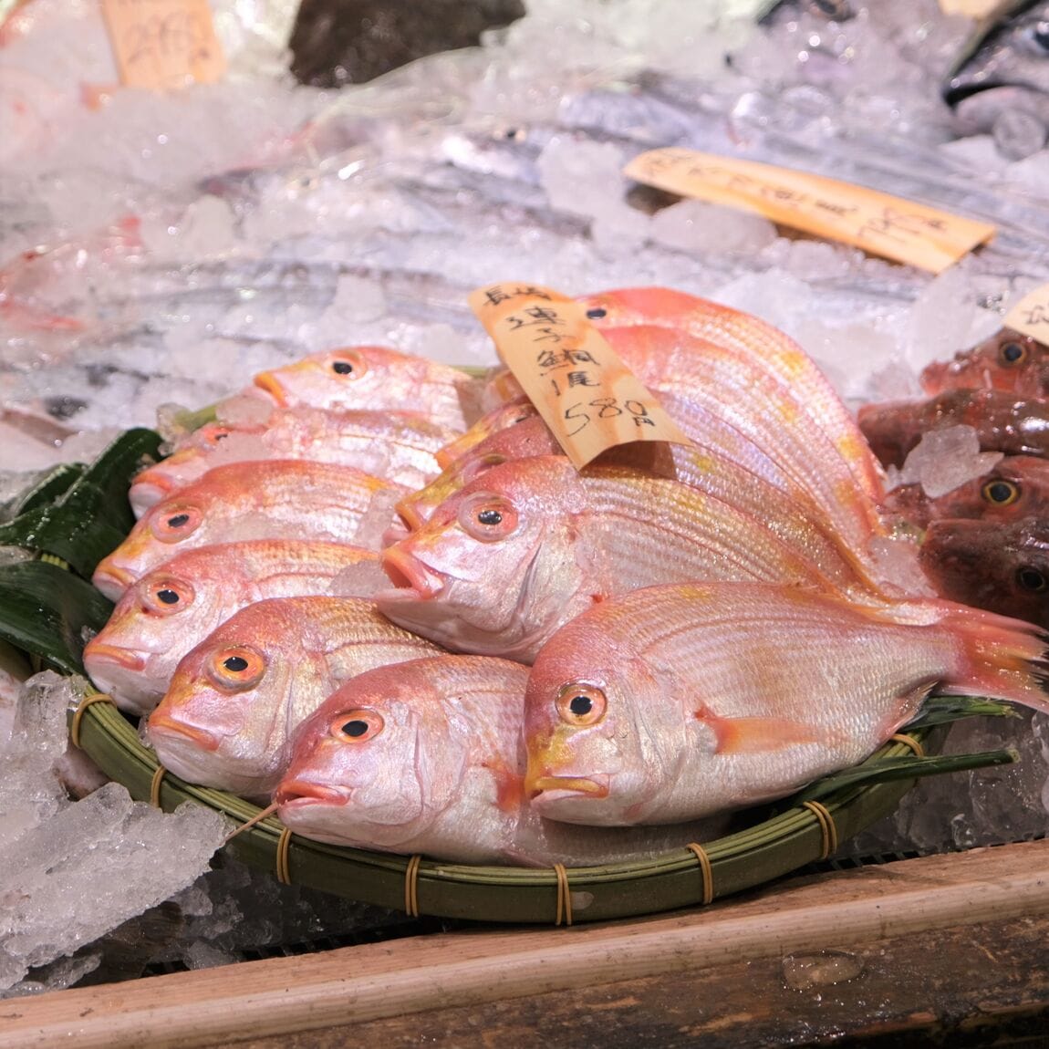  【堺北花田】今日のおすすめは『連子鯛』｜鮮魚売場から