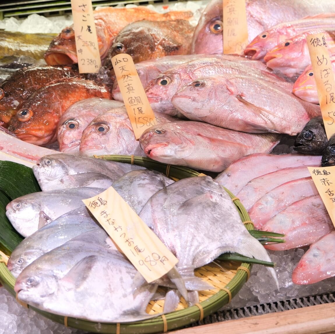 【堺北花田】今日のおすすめは『まなかつお』｜鮮魚売場から