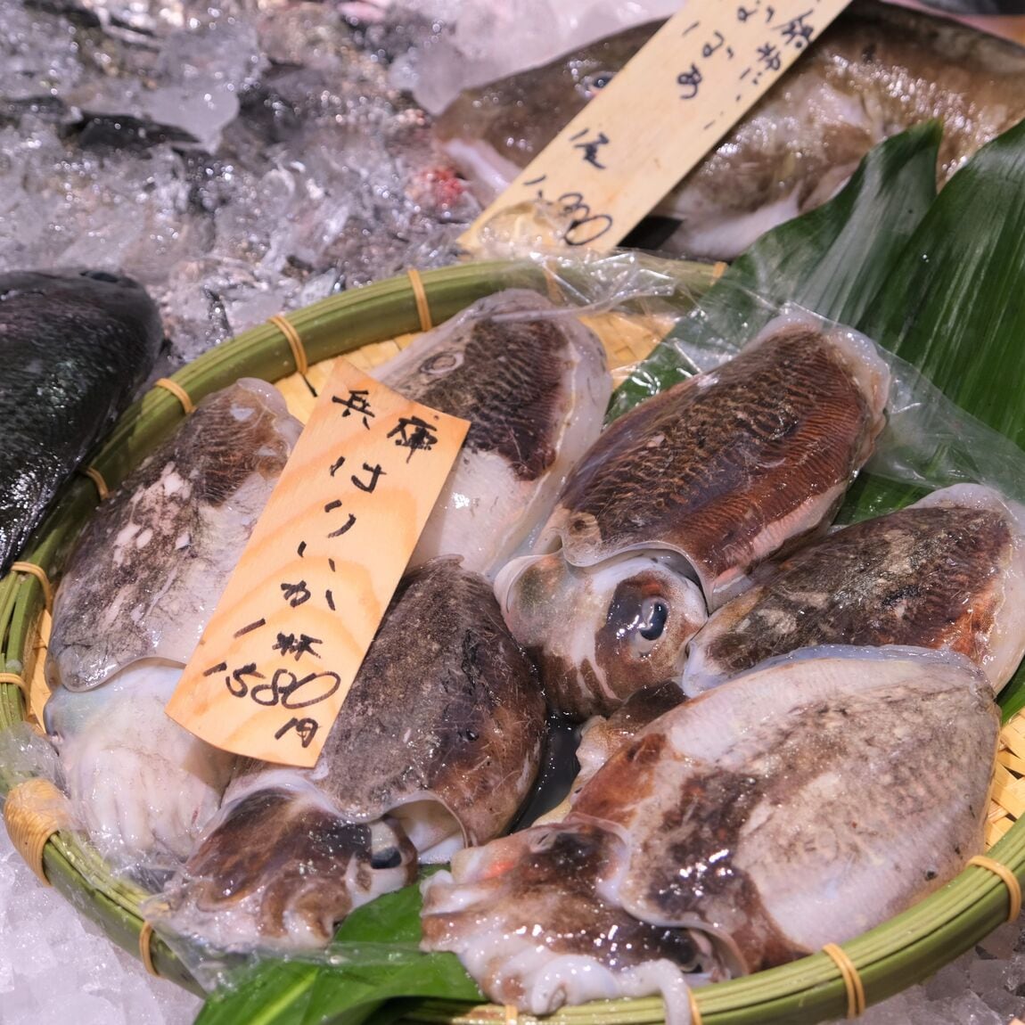 【堺北花田】今日のおすすめは『はりいか』｜鮮魚売場から
