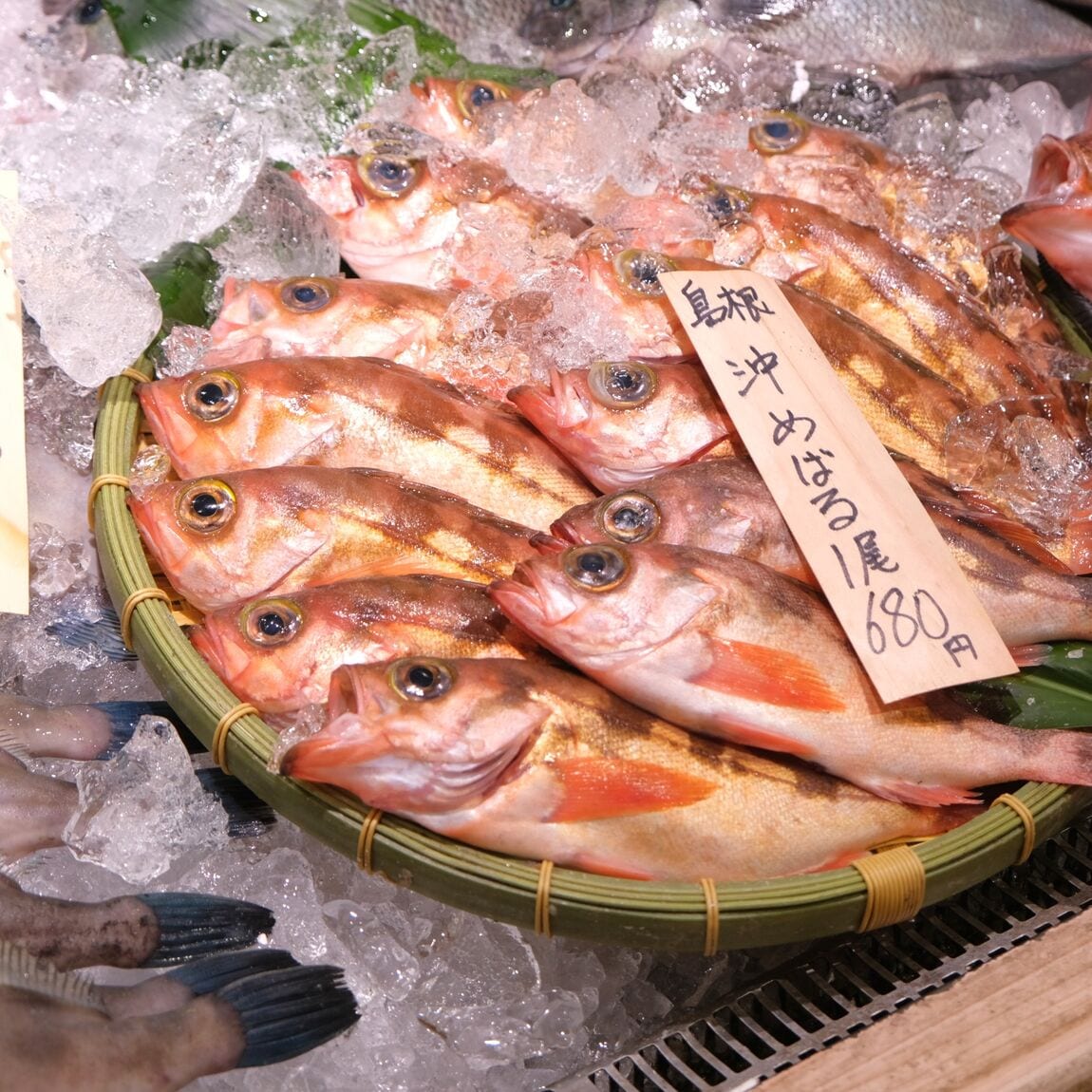 【堺北花田】今日のおすすめは『沖めばる』｜鮮魚売場から