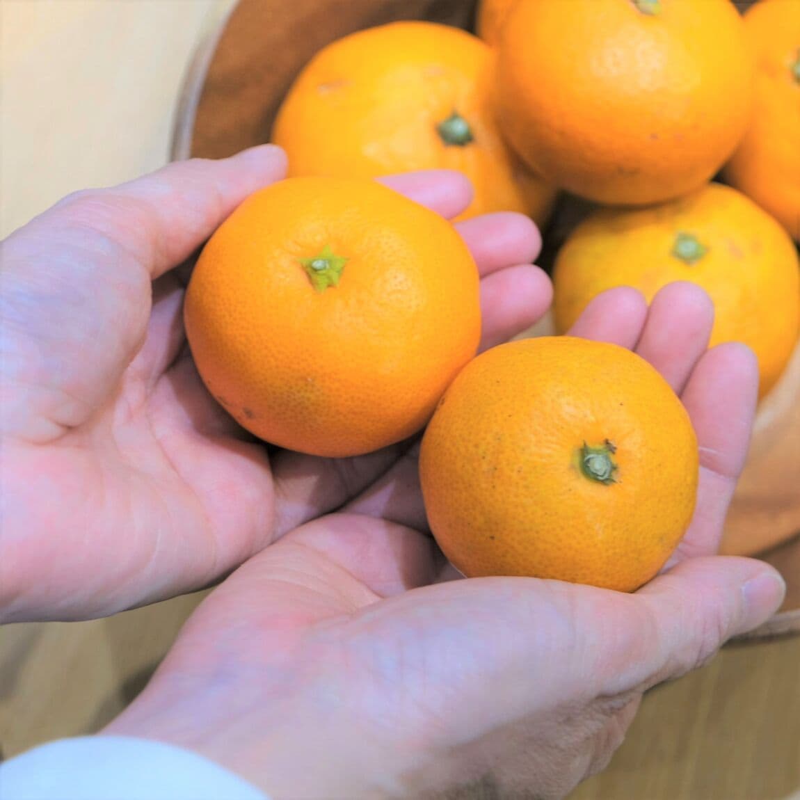 【堺北花田】みんなで学ぼう、みかんの秘密｜食育イベント