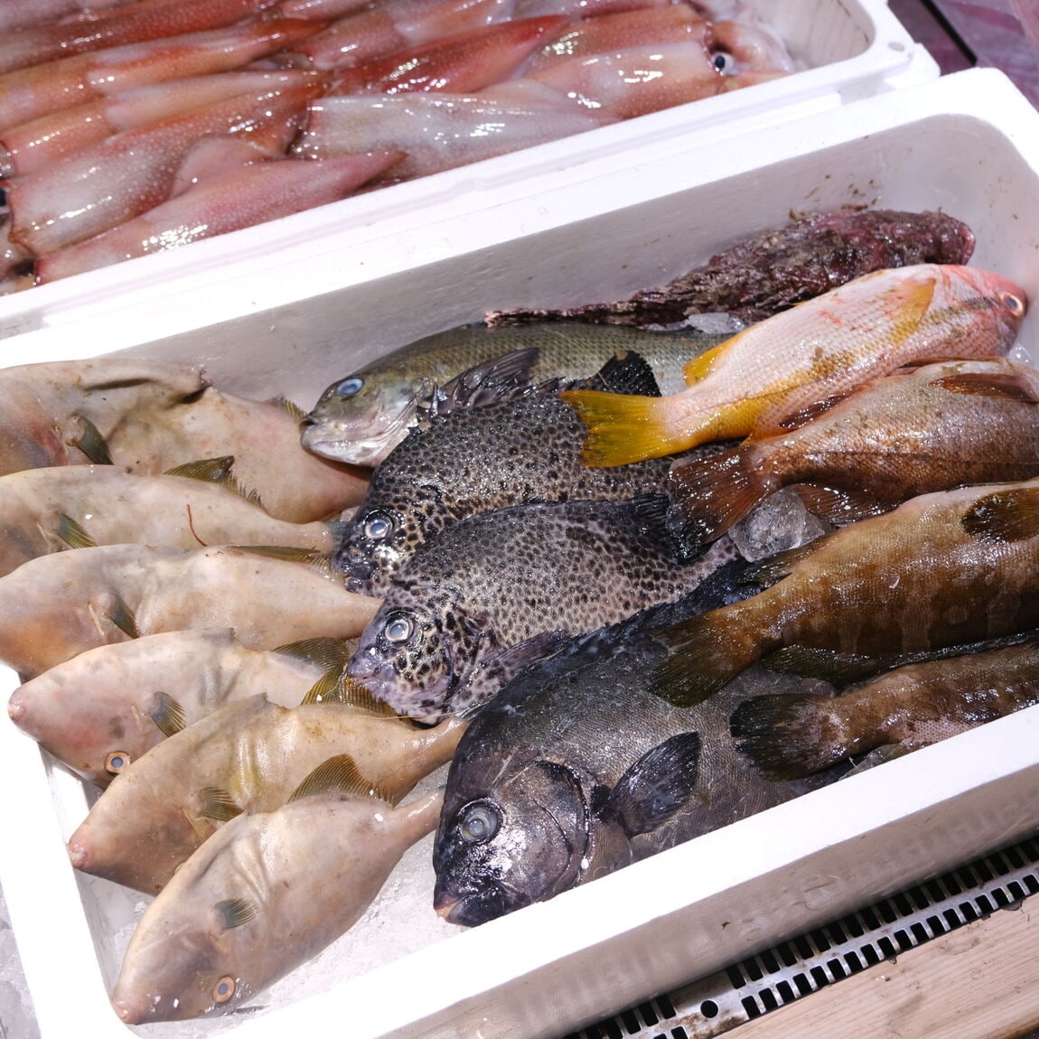 【堺北花田】今日のおすすめは島根県産のお魚｜鮮魚売場から