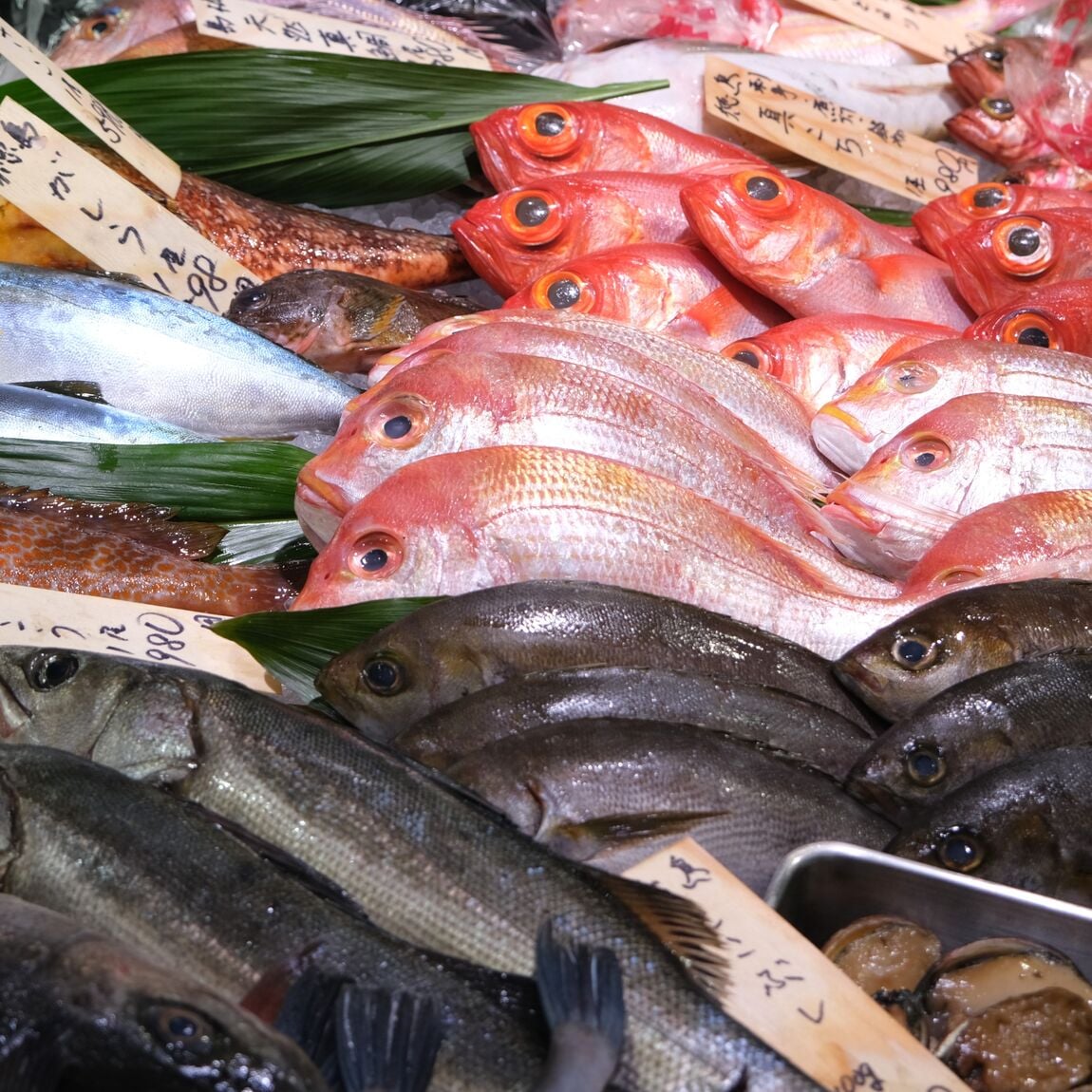 【堺北花田】今日のおすすめは『天然真鯛』｜鮮魚売場から