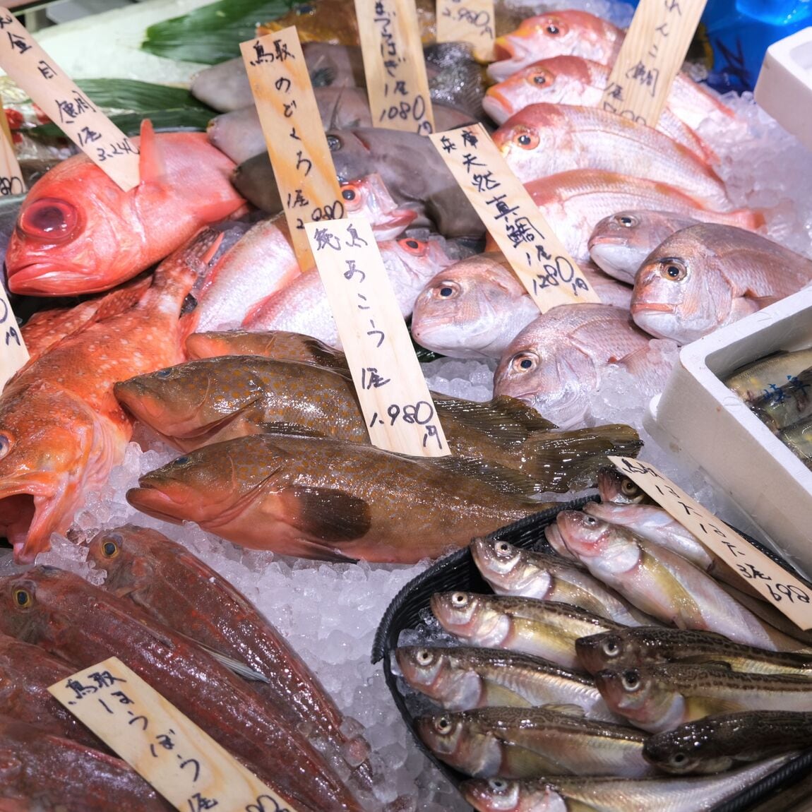 【堺北花田】今日のおすすめは『はたはた』｜鮮魚売場から