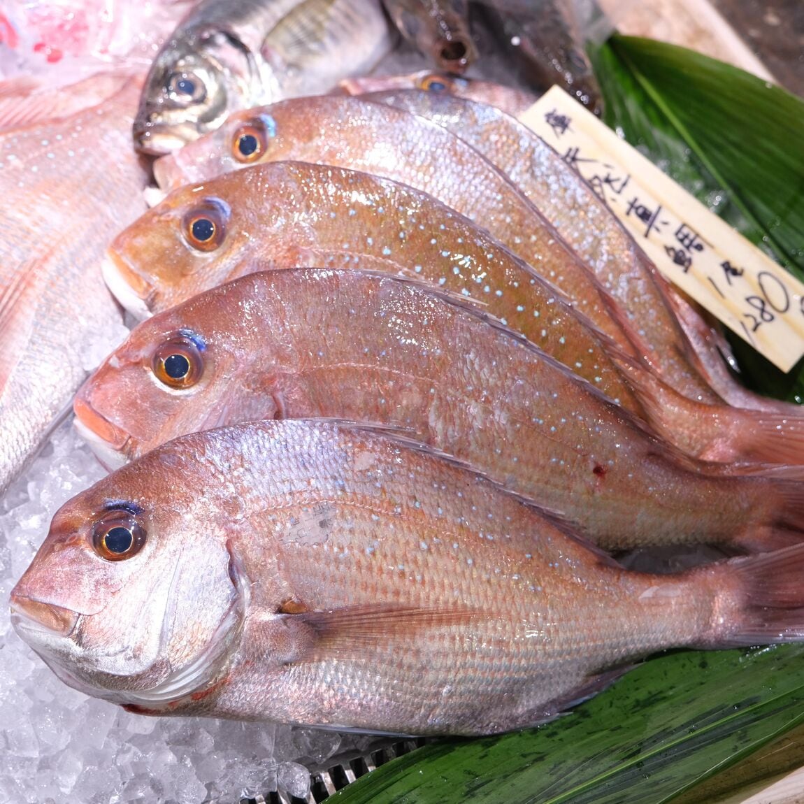 【堺北花田】今日のおすすめは『天然真鯛』｜鮮魚売場から