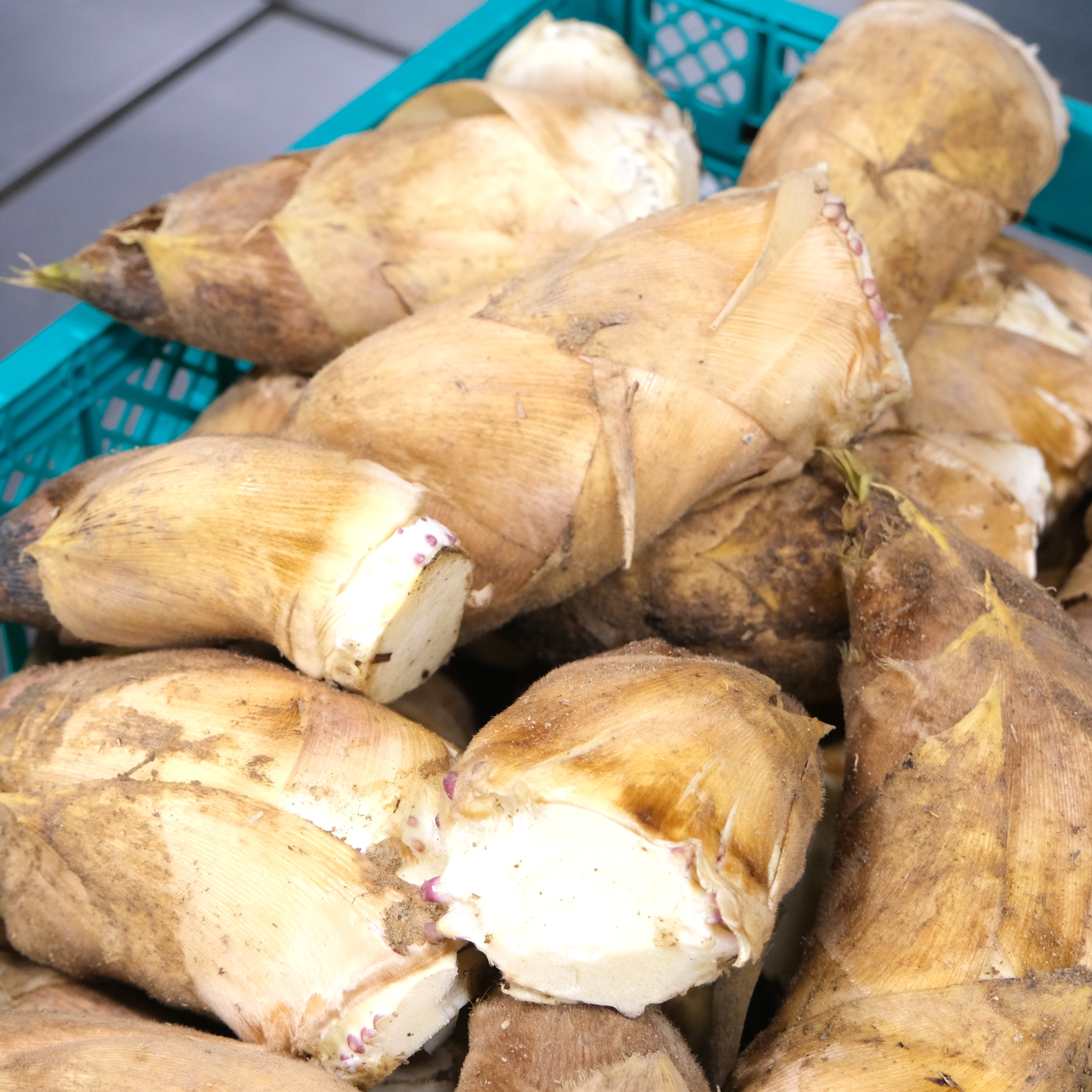 【堺北花田】西村さんの朝堀りたけのこが入荷しました｜青果売場から