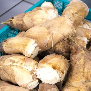 【堺北花田】西村さんの朝堀り竹の子が入荷しました｜青果売場から