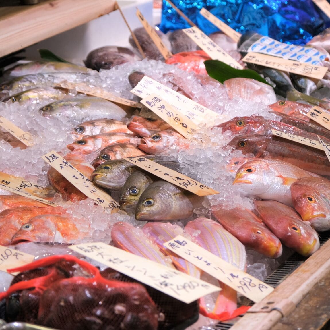 【堺北花田】今日のおすすめ『剣先イカ』｜鮮魚売場から