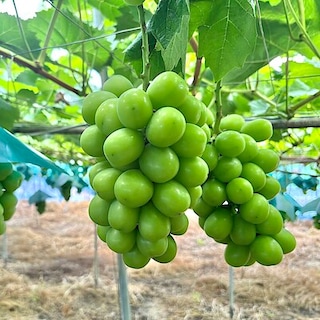 【堺北花田】みんなで学ぼう、ぶどうの秘密｜食育イベント