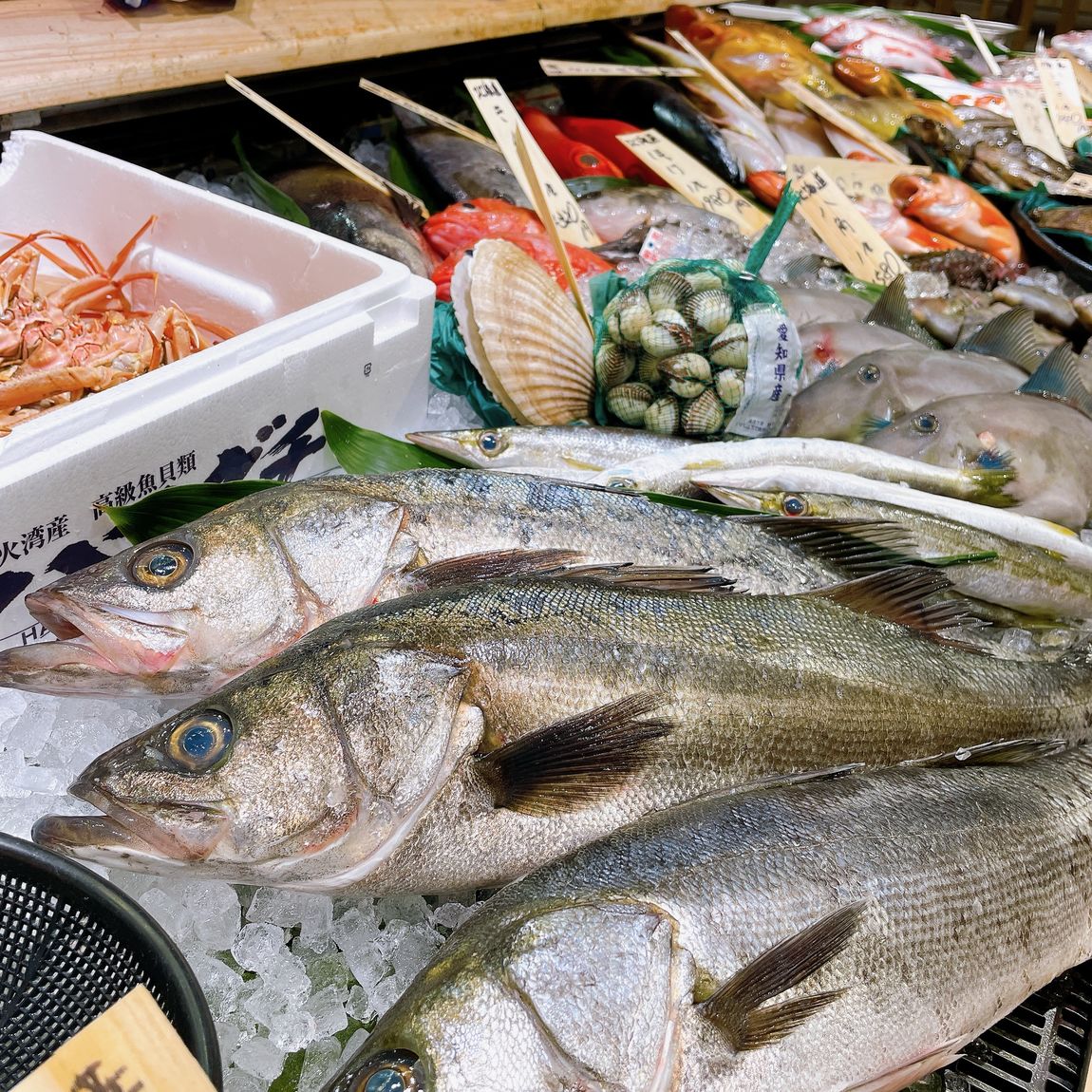 【堺北花田】今日のおすすめはスズキ｜鮮魚売場から