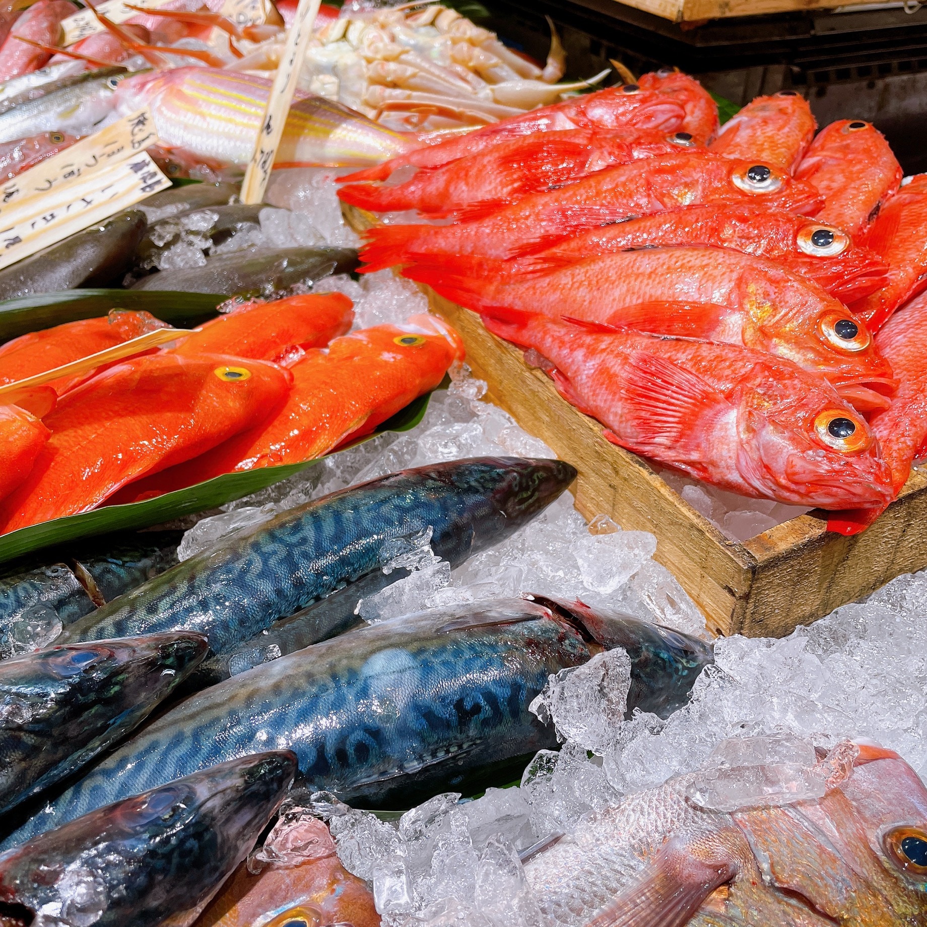 【堺北花田】連休最終日はおいしい魚と｜鮮魚売場から