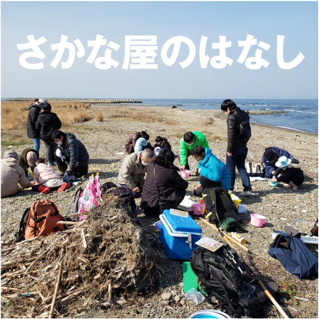 堺北花田】“大阪湾・冬の海の打ち上げ貝観察会”に行ってきました