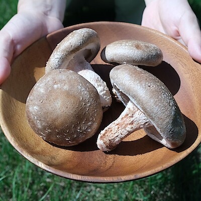 【堺北花田】みんなで学ぼう、きのこの秘密｜食育イベント