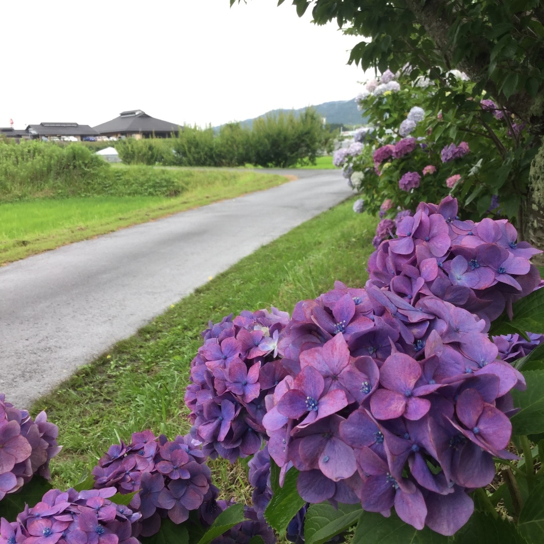 キービジュアル画像：雨あがりの紫陽花ロード。テラスから見えます