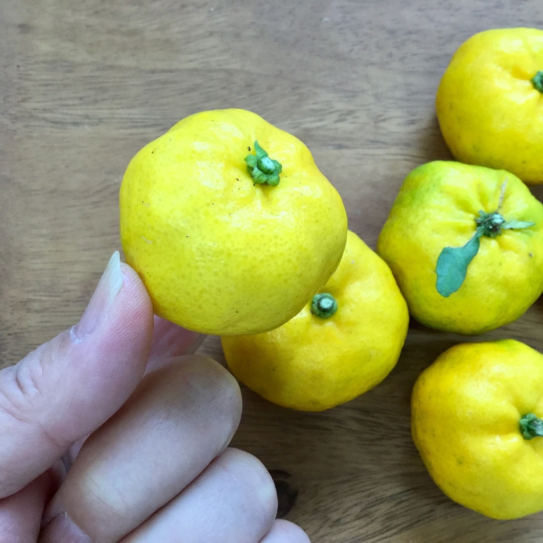 キービジュアル画像：唯一の日本原産柑橘類「福来みかん」は縁起の良いみかんです