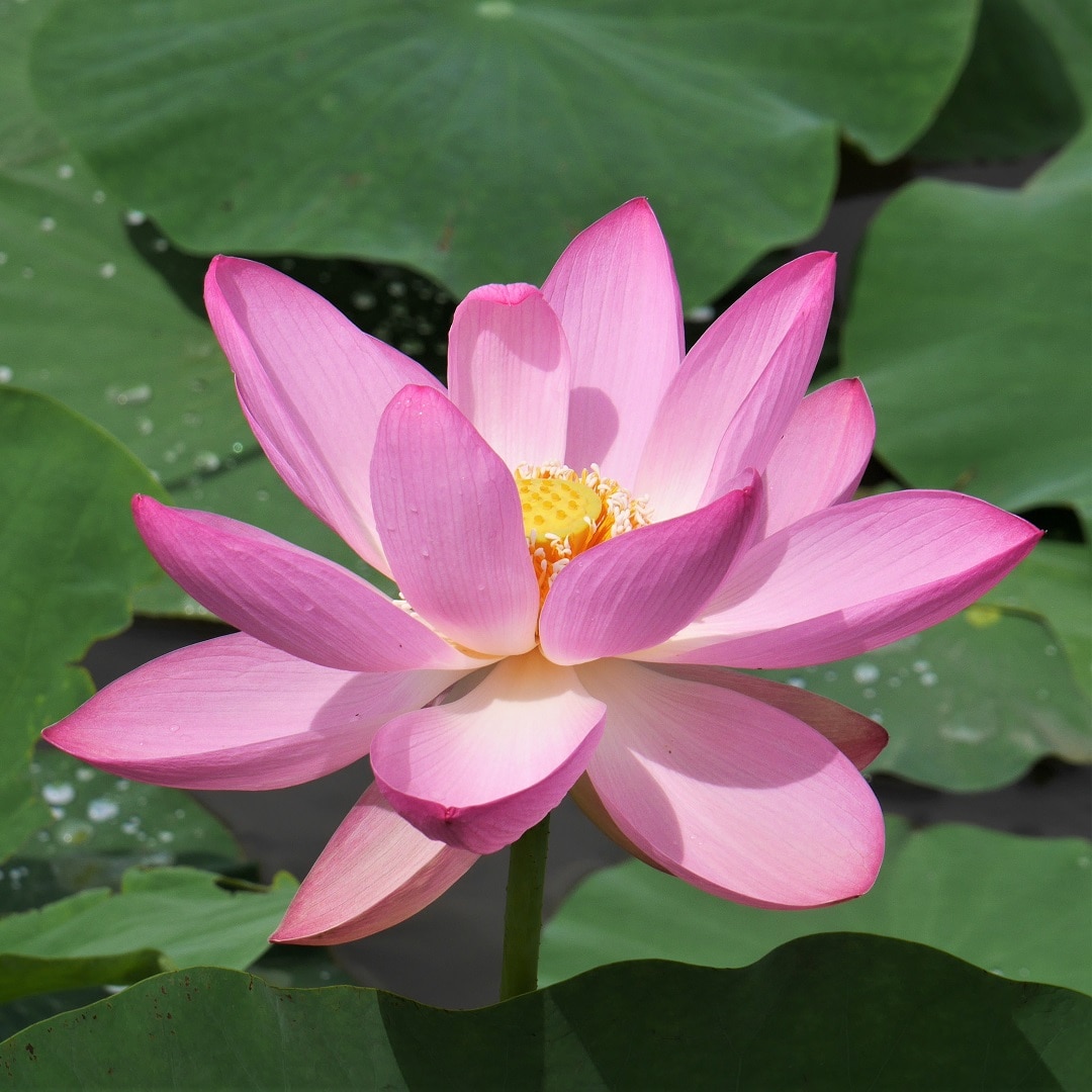 みんなみの里 蓮の花の命は四日間です 古代大賀蓮の里 無印良品