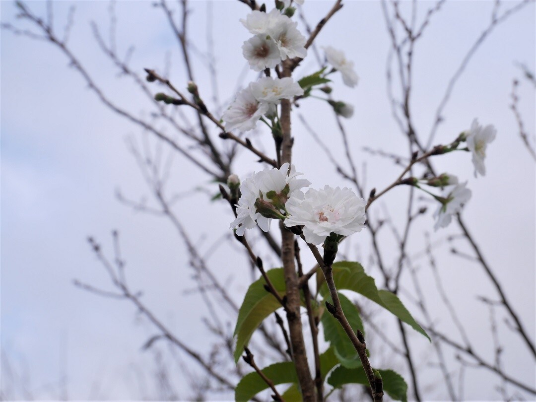 キービジュアル画像：秋風の中で桜が咲きました