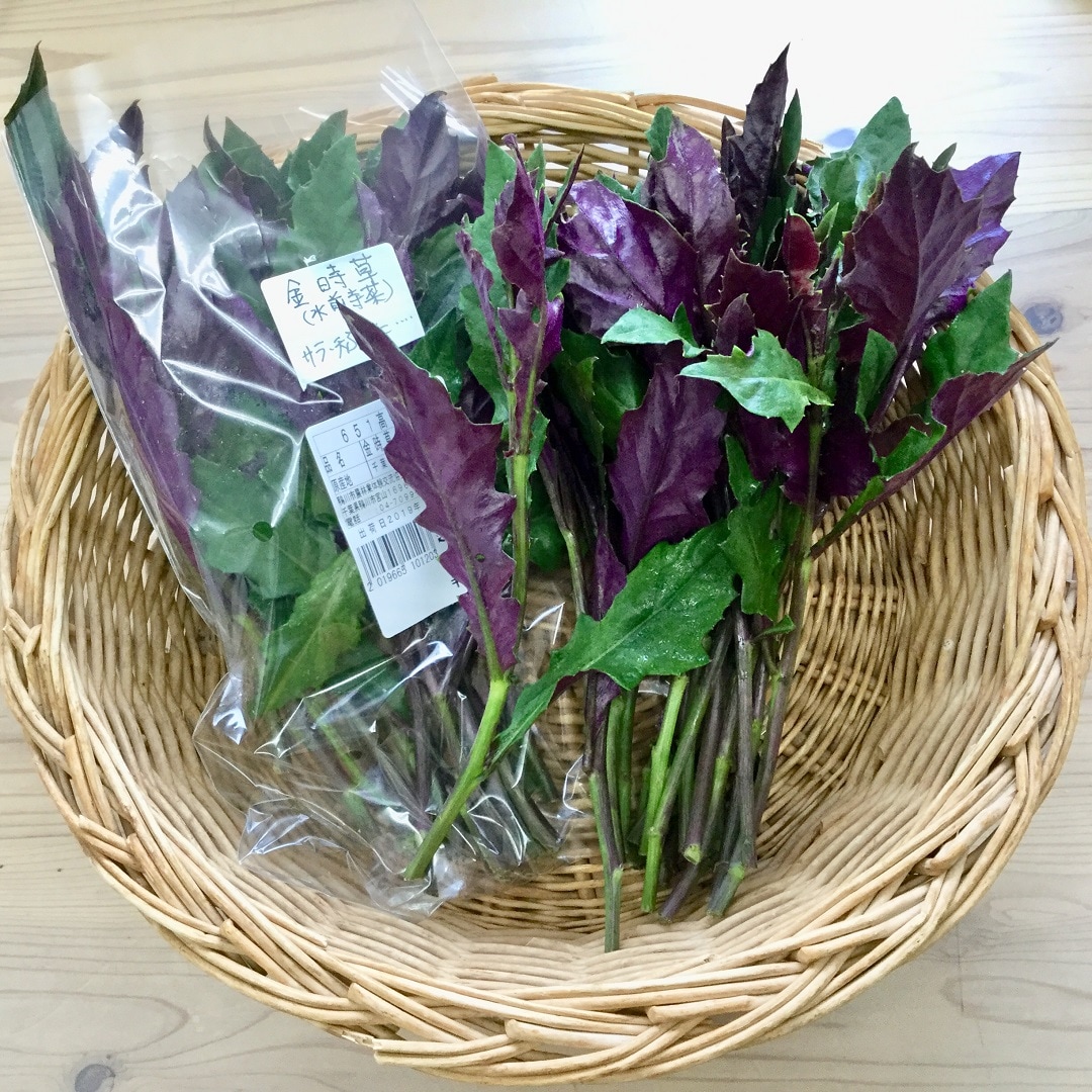 キービジュアル画像：葉っぱの裏が紫色の「金時草（きんじそう）」は加賀野菜の仲間です