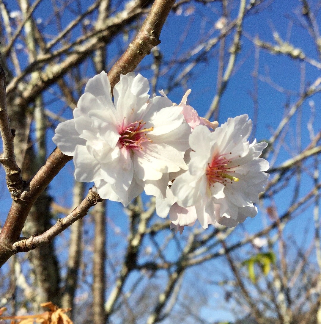 【みんなみの里】桜