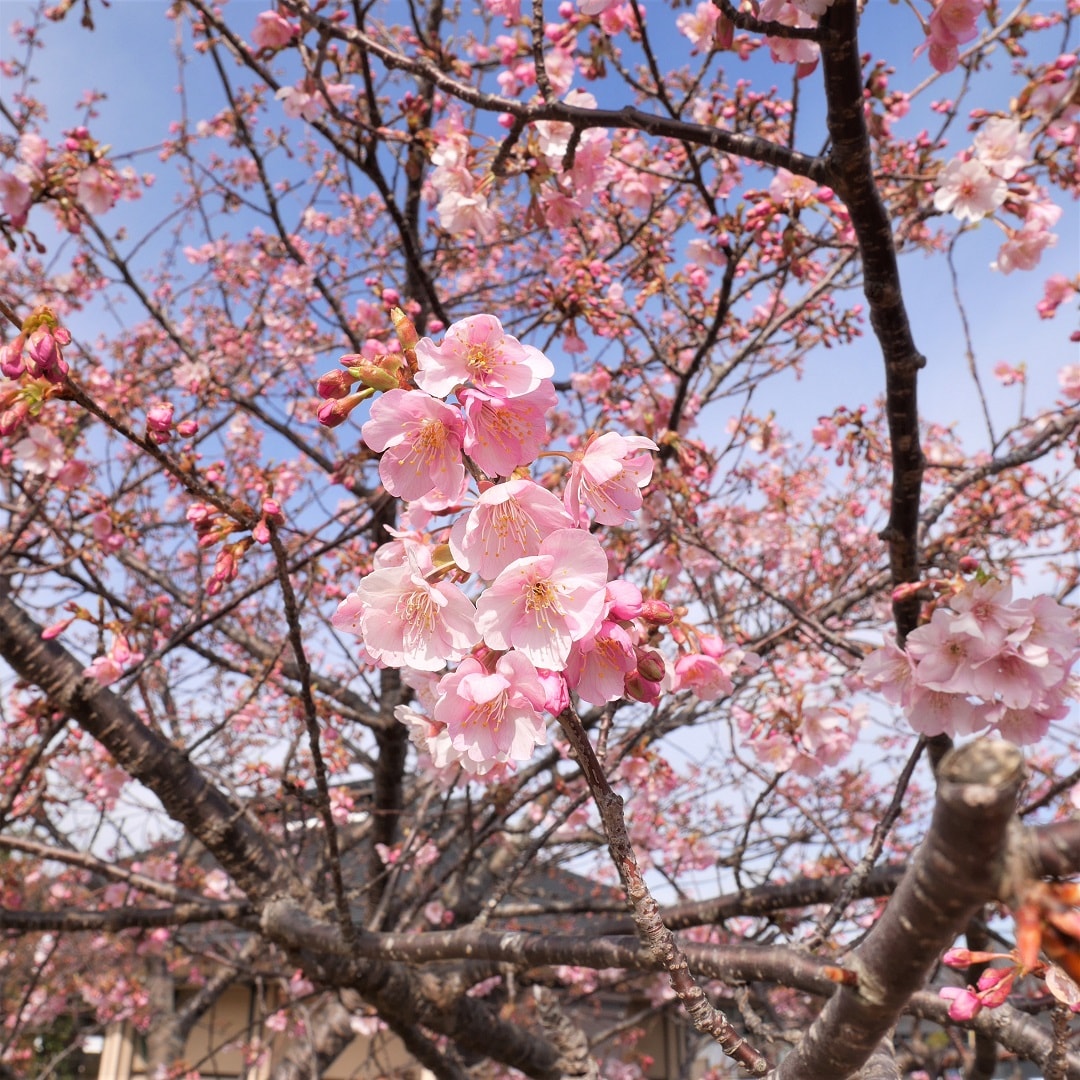 【みんなみの里】河津桜