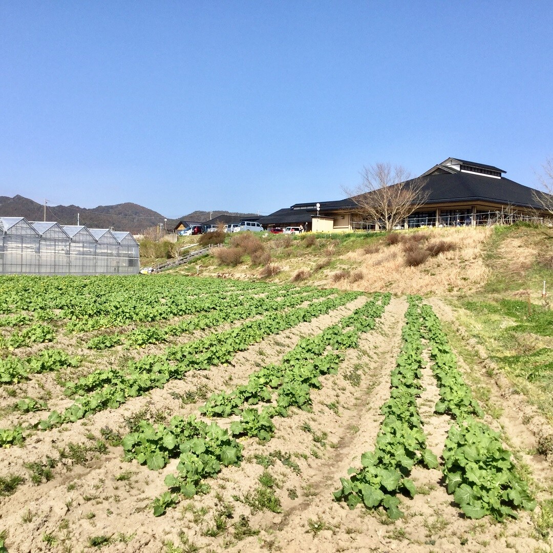 【みんなみの里】菜花つかみ取り