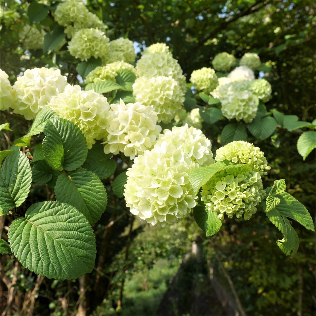 みんなみの里 緑から純白に変わる装飾花 オオデマリ 無印良品