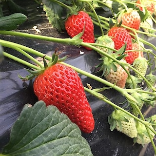 【みんなみの里】いちご狩りのお知らせ