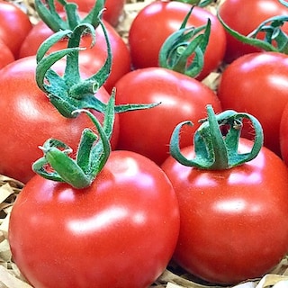 【みんなみの里】フルーツトマト摘みのお知らせ