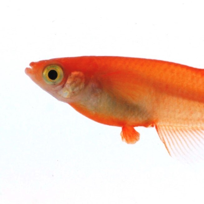 金魚すくい