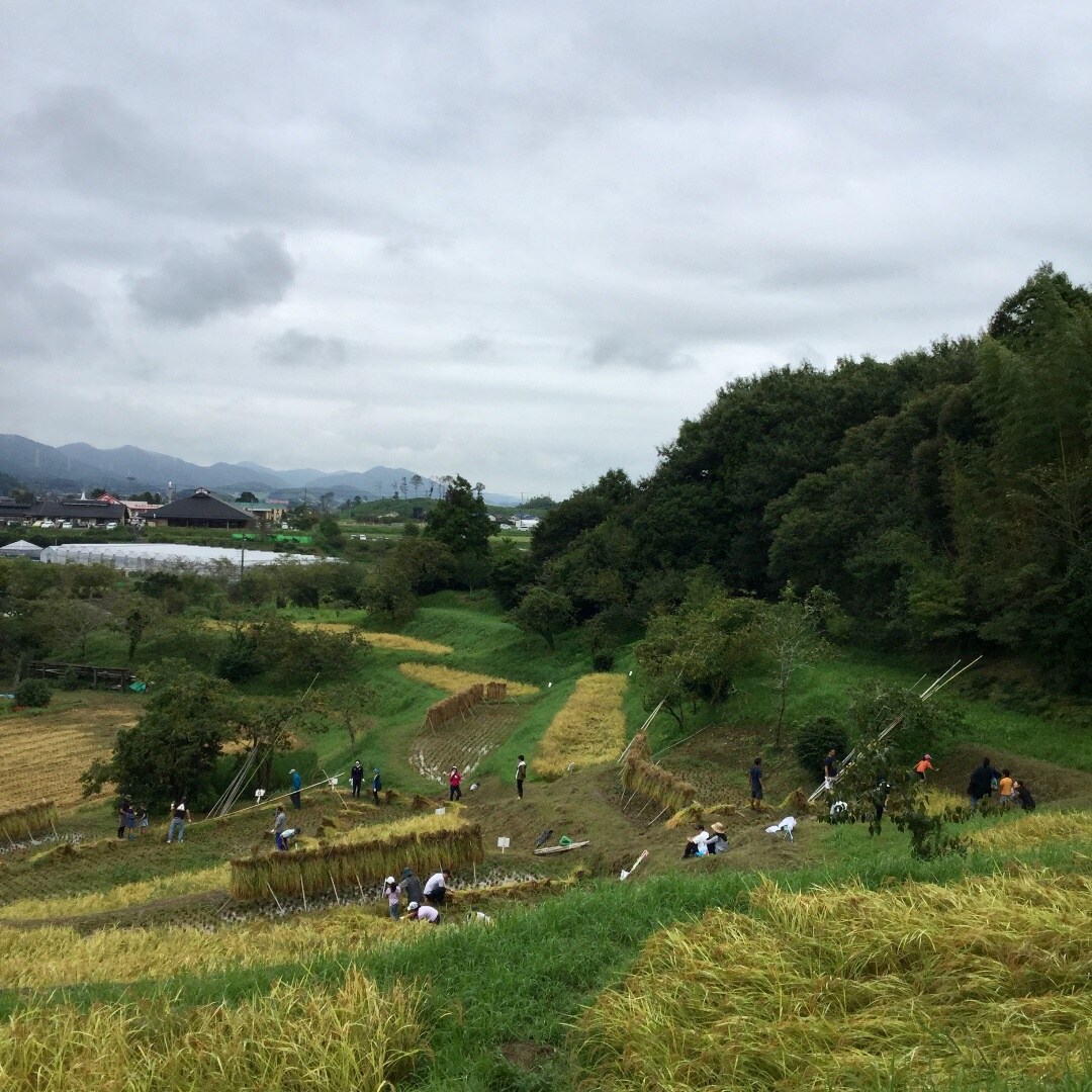 キービジュアル画像：今年も無事に収穫できました