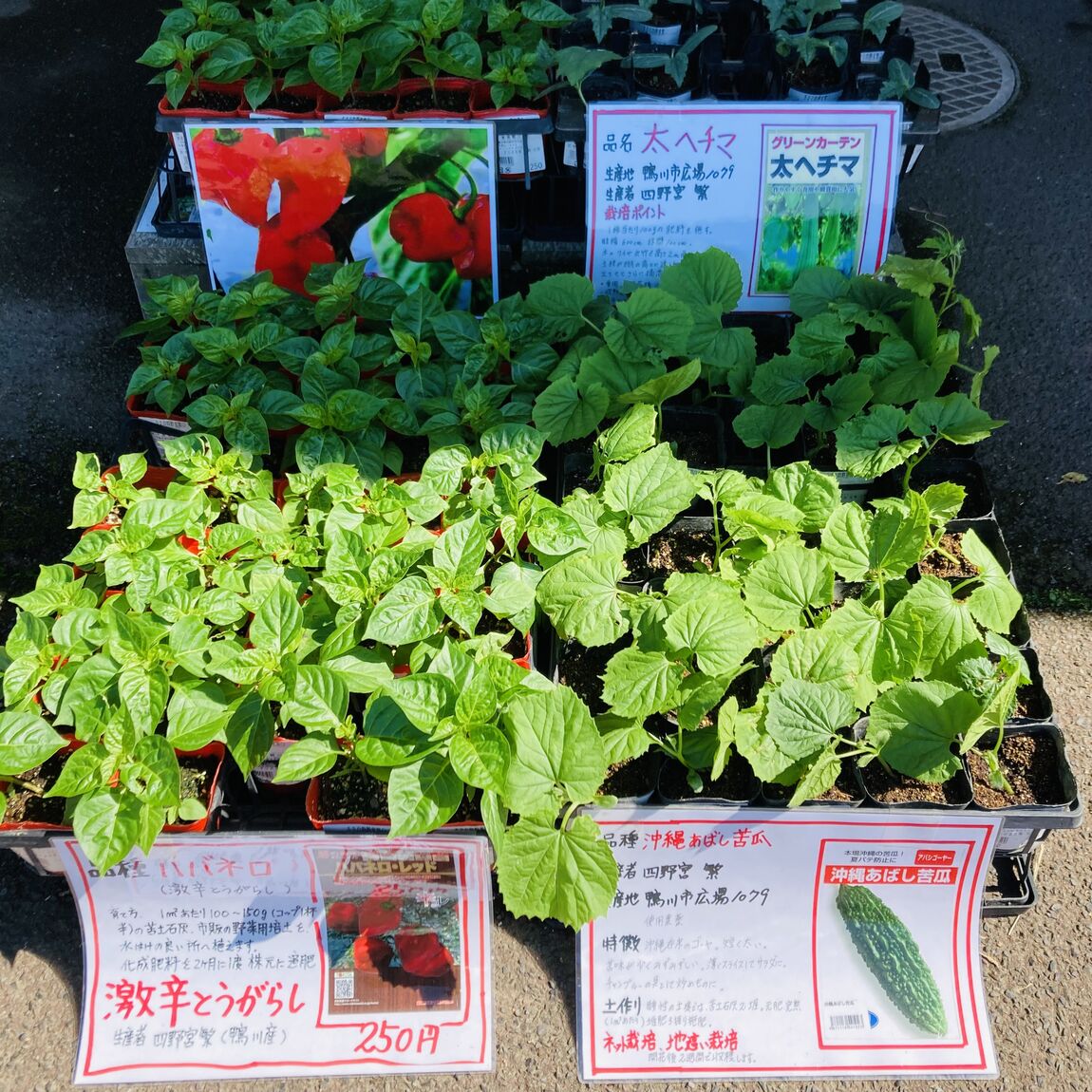 苗1