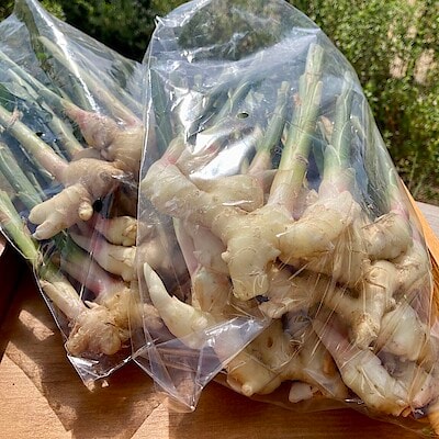 【みんなみの里】新生姜入荷してます