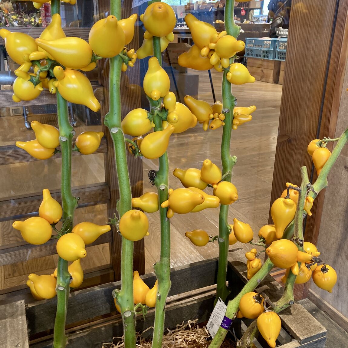 【みんなみの里】キツネの顔