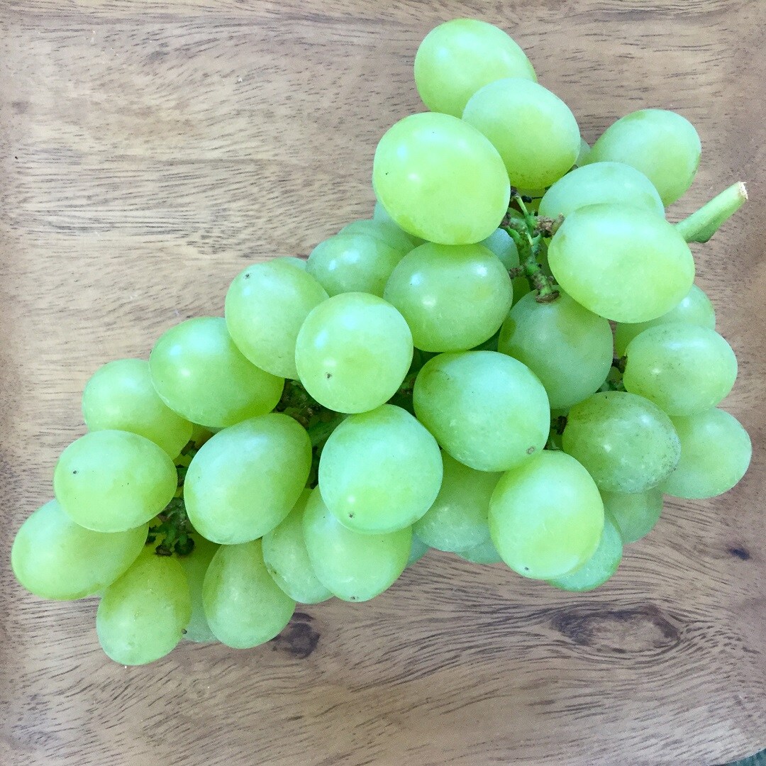 みんなみの里】ハチミツのように甘いブドウ『ハニービーナス』を