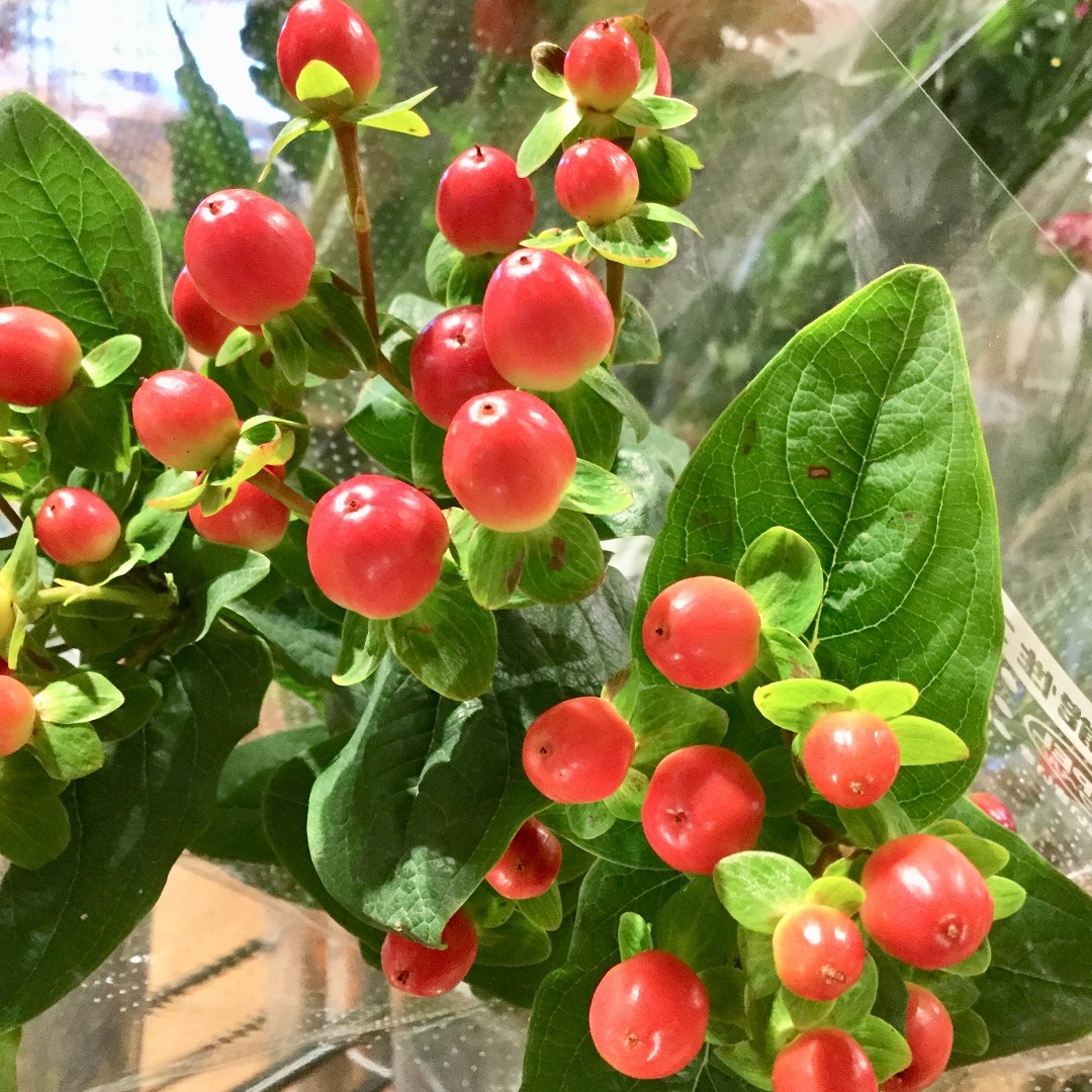みんなみの里】赤くつややかな丸い実がかわいい「ヒペリカム」を贈り物