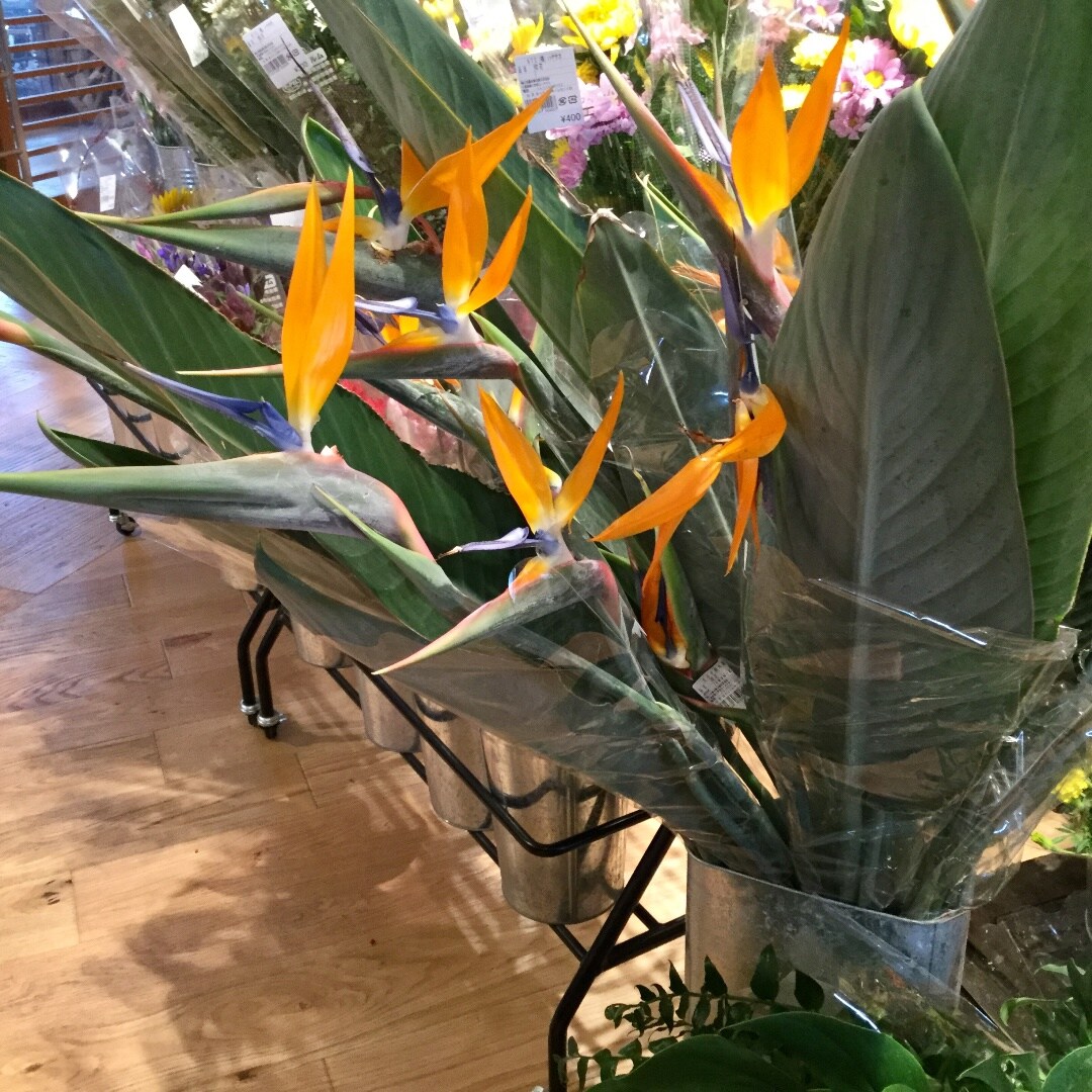 みんなみの里】色鮮やかな鳥のエキゾチックな花｜ 無印良品