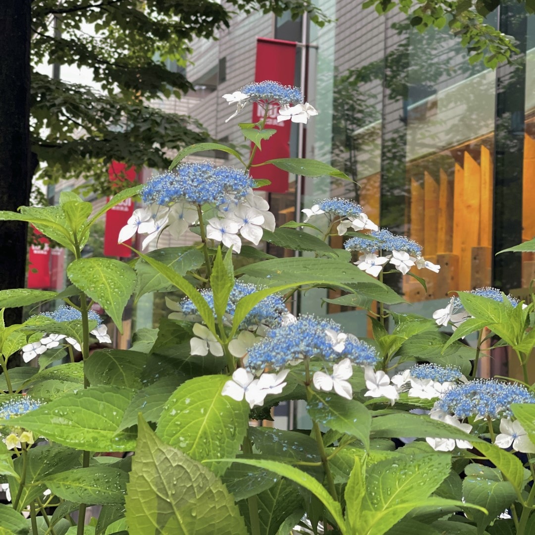 【銀座】雨に親しむ季節