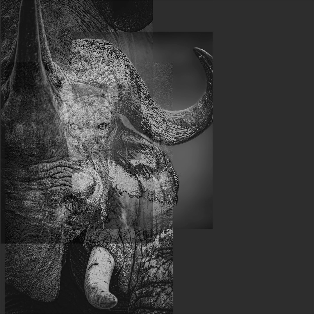 【銀座】Portraits of 3/4 ounce　- 命と向き合う、命を伝える - イベント開催のお知らせ