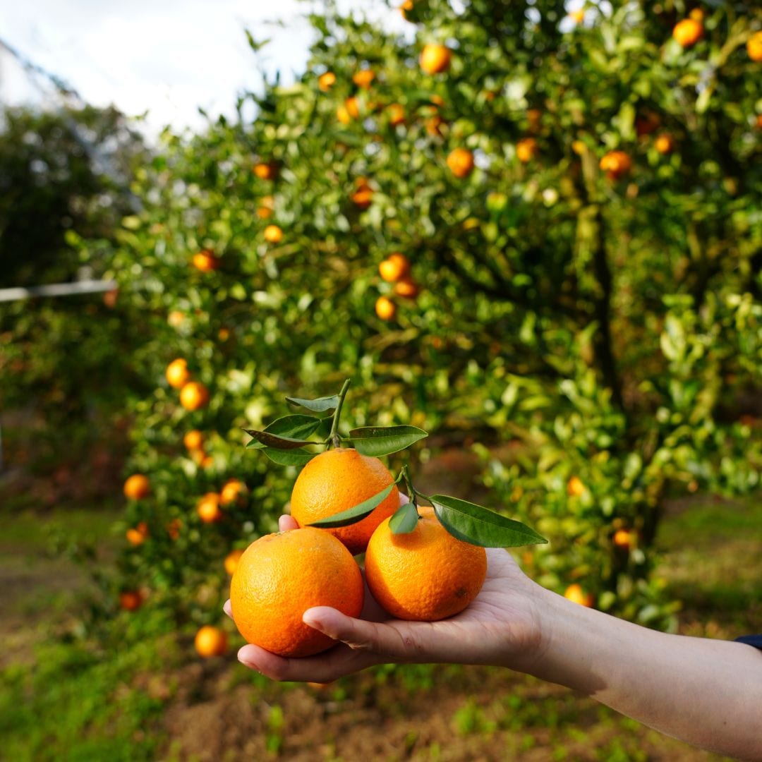 【銀座】奄美大島の果物　
