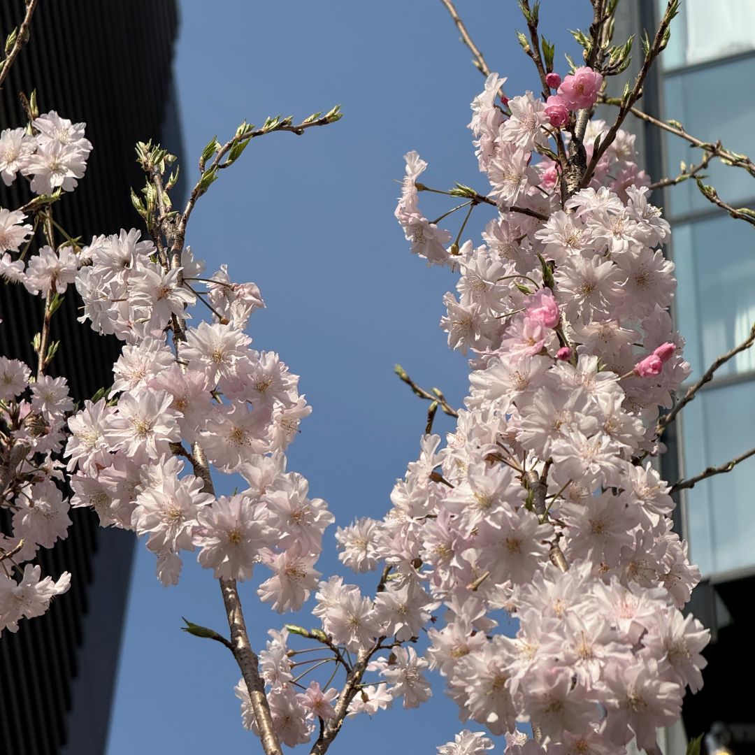 【銀座】銀座の桜｜今年で3回目。植えてから咲くまで 。
