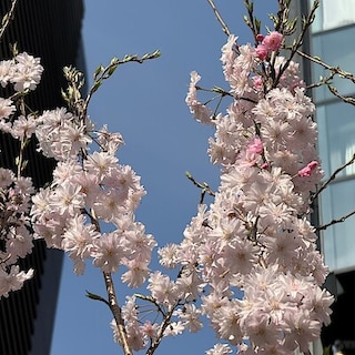 【銀座】銀座の桜｜今年で3回目。植えてから咲くまで 。