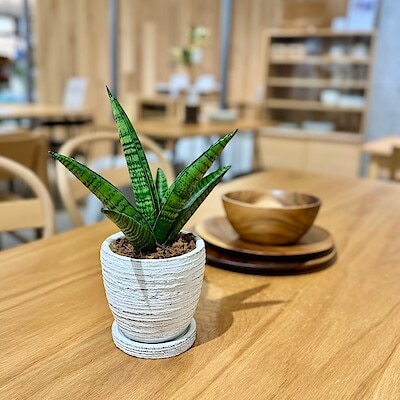 【直江津】グリーンのある暮らし