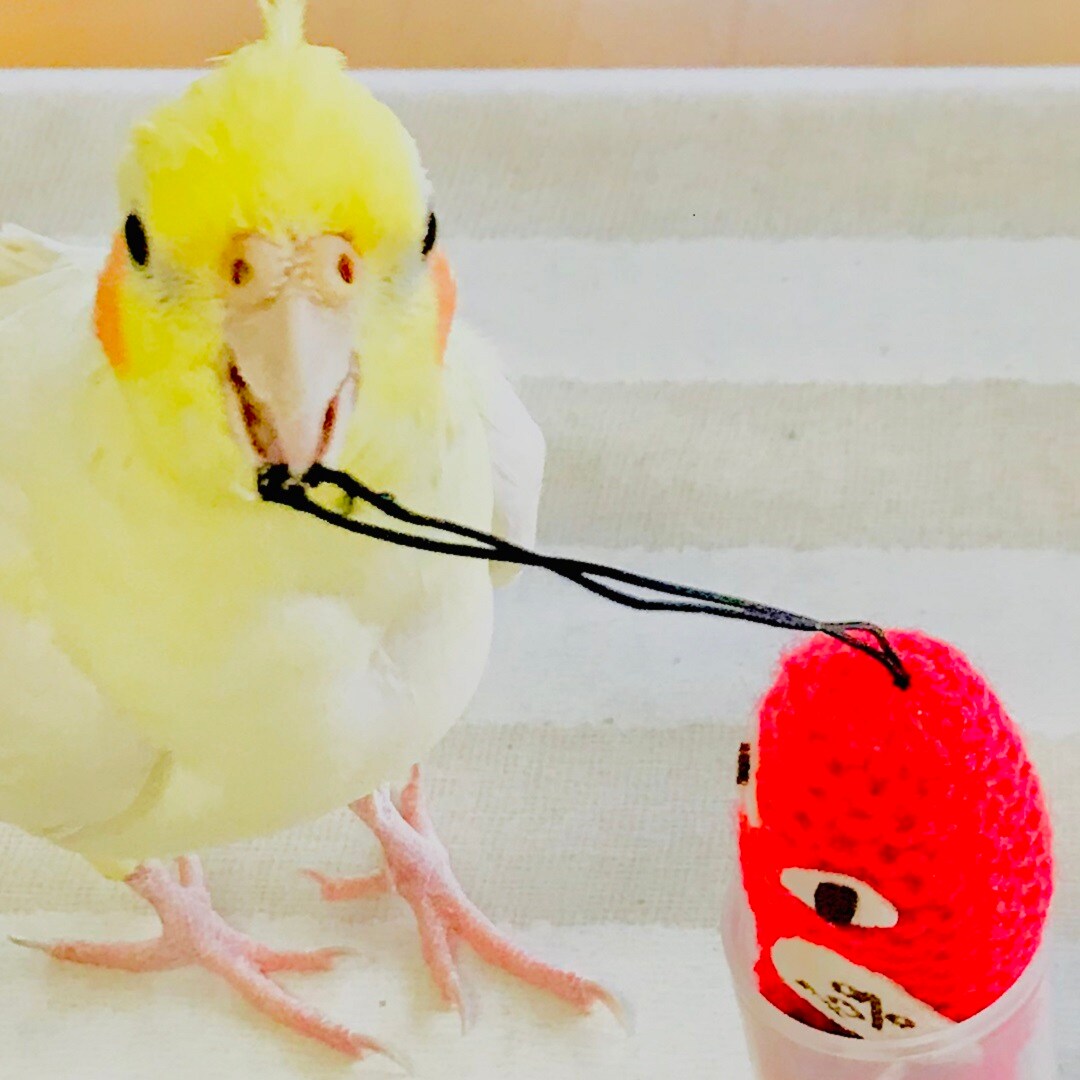 無印　オカメインコ