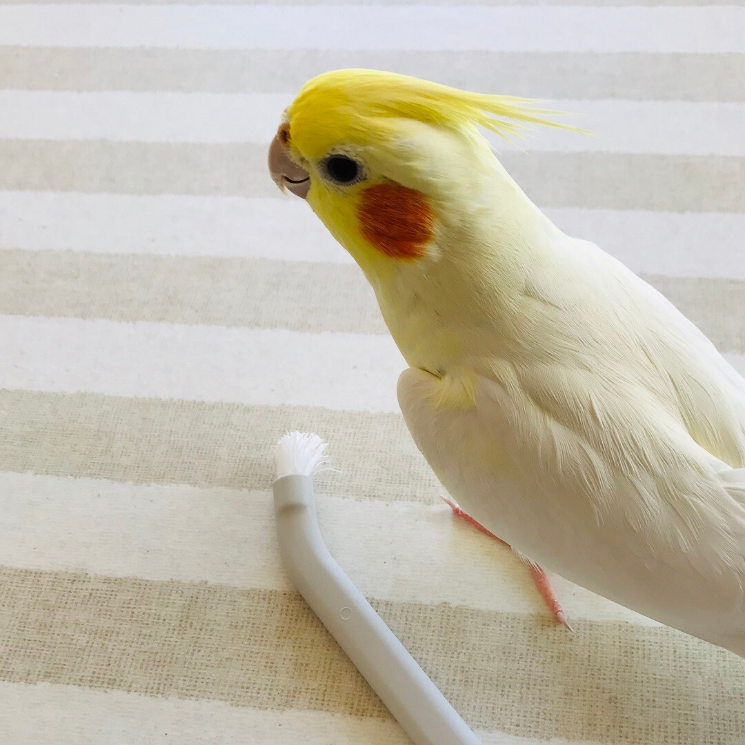 インコとポイントブラシ