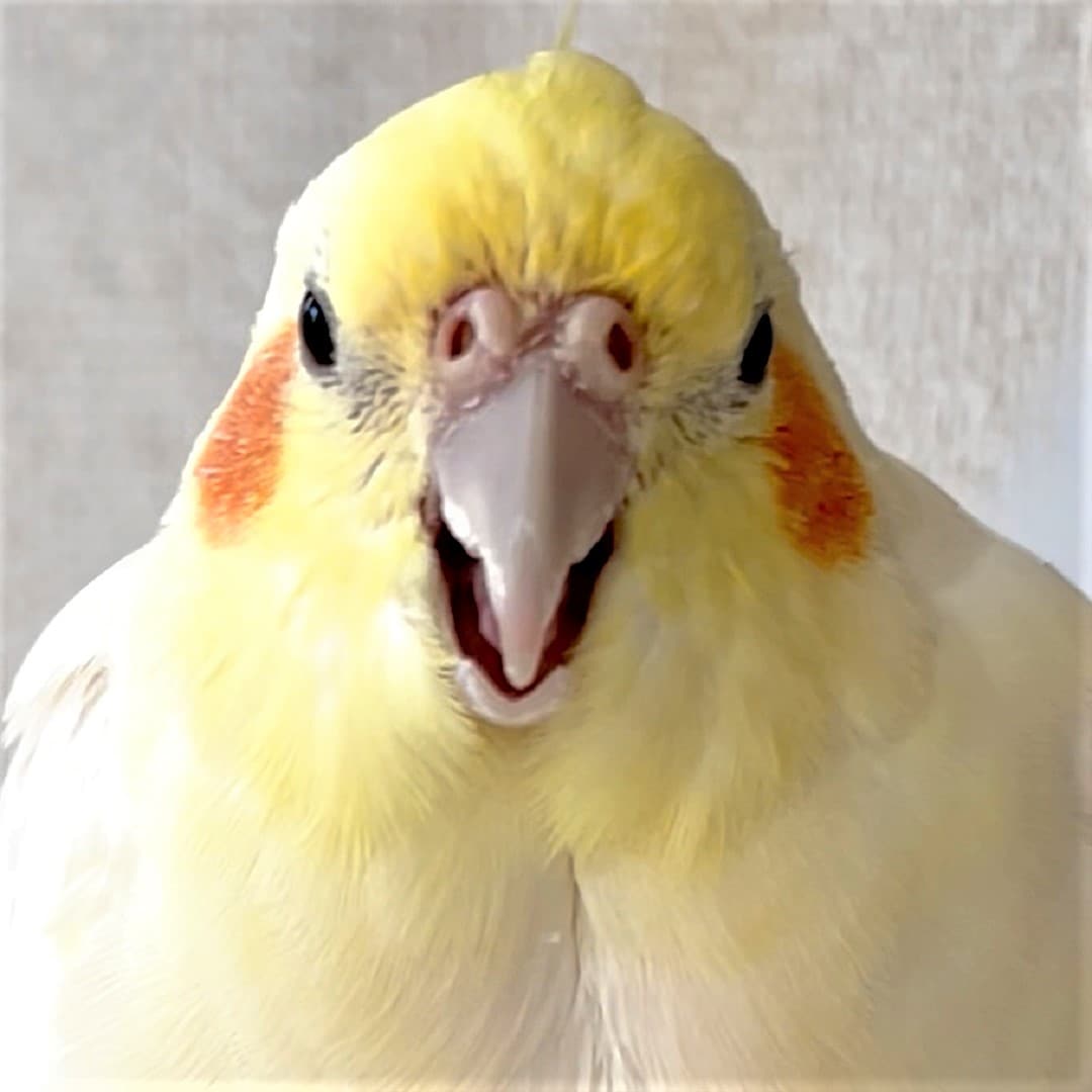 【静岡パルコ】物申したいピーちゃん