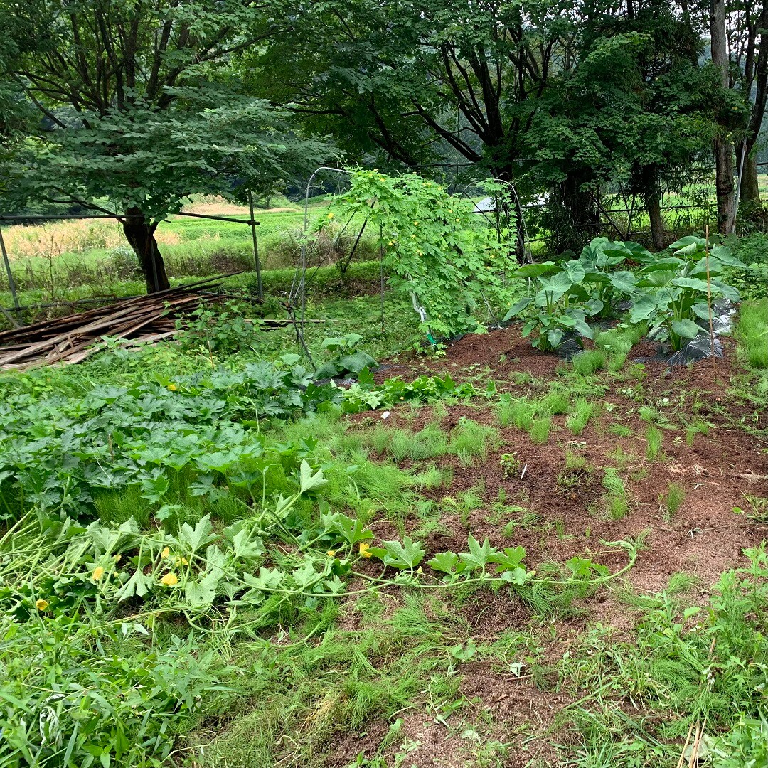 【くらしラボ酒田】育てている野菜たちをご紹介いたします