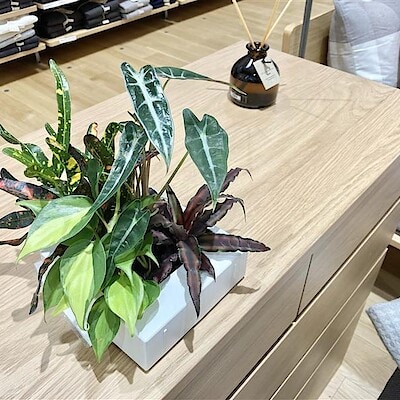 【アリオ市原】グリーンのある生活。